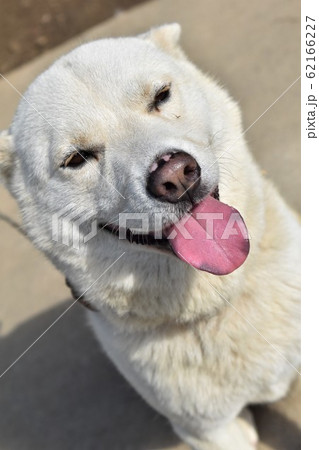 雪甲斐犬 雪甲斐犬 62166227