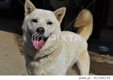 雪甲斐犬の写真素材 [62166239] - PIXTA