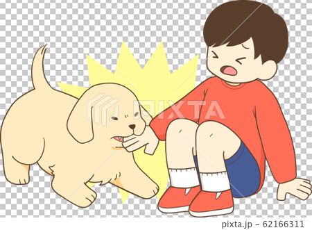 ゴールデンレトリバーの子犬 人間の子供が子犬に手を噛まれる のイラスト素材