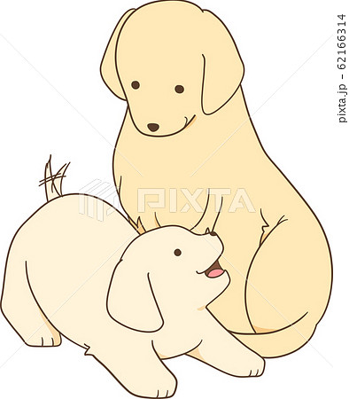 ゴールデンレトリバーの子犬(成犬・親犬と子犬) ゴールデンレトリバーの子犬(成犬・親犬と子犬) 62166314