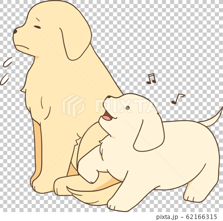 ゴールデンレトリバーの子犬 子犬が苦手な成犬 親犬と遊びたい子犬 のイラスト素材