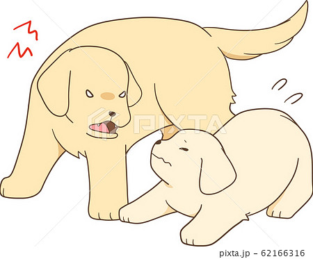 ゴールデンレトリバーの子犬 成犬 親犬が子犬に吠える のイラスト素材