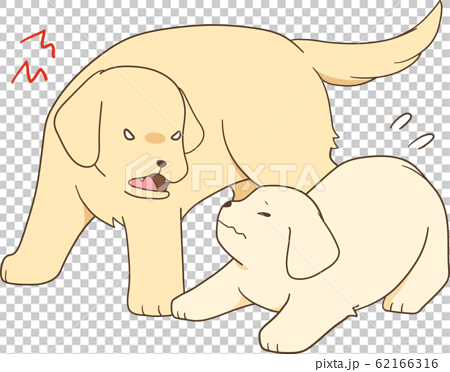 ゴールデンレトリバーの子犬 成犬 親犬が子犬に吠える のイラスト素材