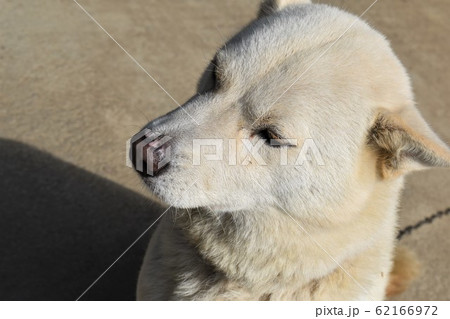 雪甲斐犬 62166972