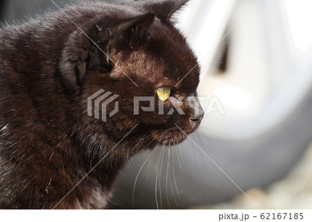 黒猫 黒猫 62167185