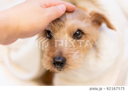 毛布に包まるノーフォークテリア 62167575