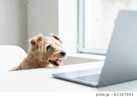 ノートパソコンを見るノーフォークテリア犬 62167603