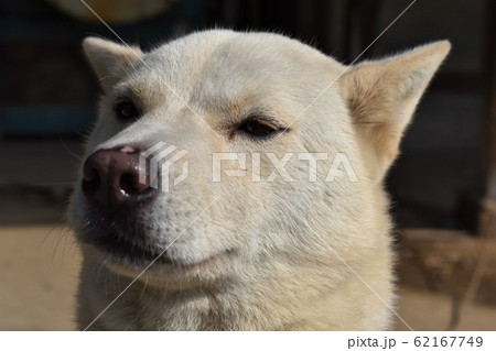 雪甲斐犬の写真素材