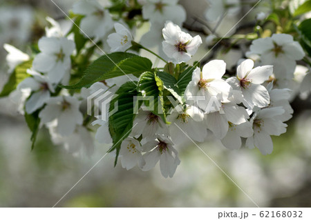 大島桜 若葉と白い花アップ 62168032