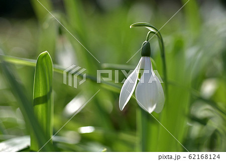 スノードロップ 62168124