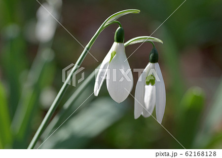 スノードロップ 62168128