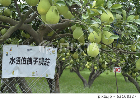果樹園 果実園 果物畑 62168327