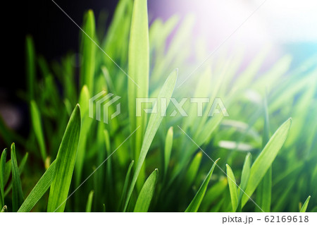 green grass background 62169618