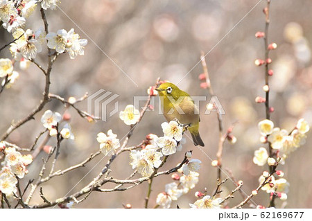 梅の花とメジロの写真 62169677