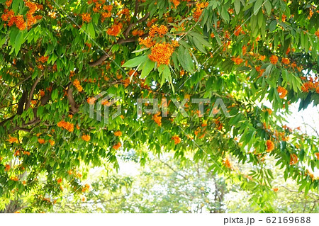 Green and Orange flower in the university, Bangkok Green and Orange flower in the university, Bangkok 62169688