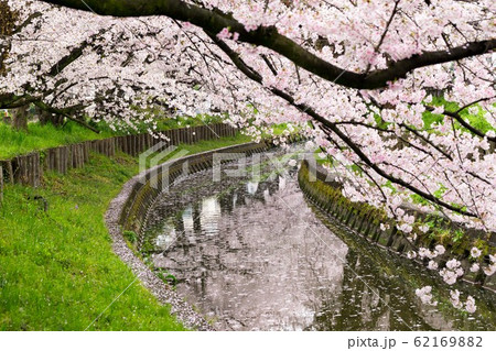 【埼玉県】川越市新河岸川の桜並木 【埼玉県】川越市新河岸川の桜並木 62169882