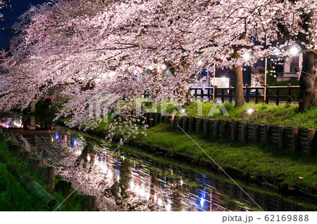 【埼玉県】川越市新河岸川の桜並木のライトアップ 62169888