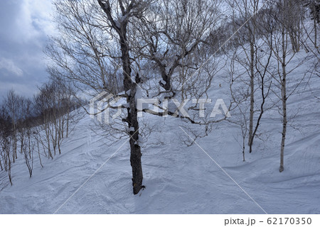 自然 天然 ナチュラル 62170350