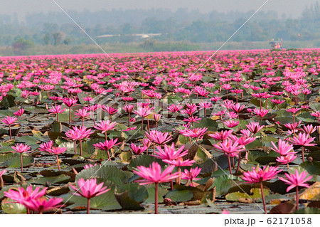 ノンハン湖の蓮の花 62171058