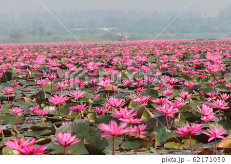 ノンハン湖の蓮の花 62171059