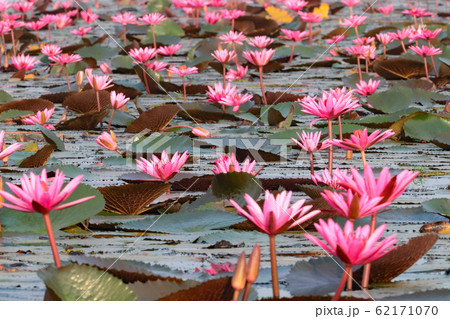 ノンハン湖の蓮の花 62171070