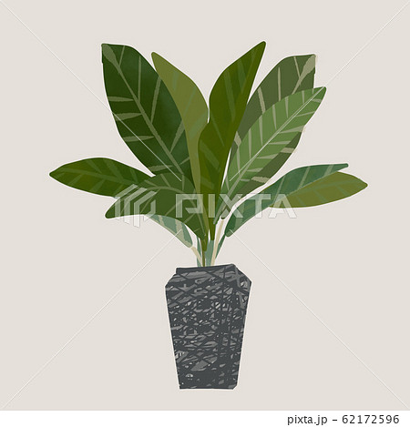 観葉植物　鉢植え　植物　葉 62172596