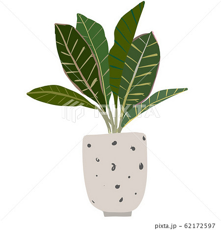 観葉植物　鉢植え　植物　葉 62172597