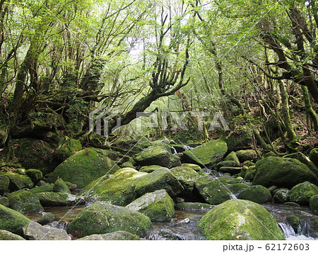 屋久島　縄文杉トレイル 62172603