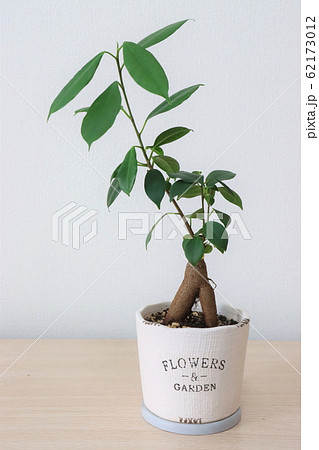観葉植物(ガジュマル) 観葉植物(ガジュマル) 62173012