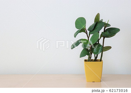観葉植物(ペペロミア) 観葉植物(ペペロミア) 62173016