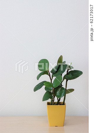 観葉植物（ペペロミア） 62173017