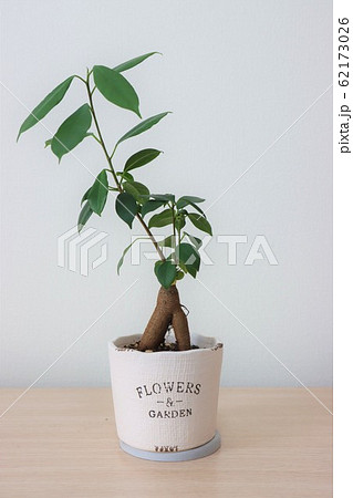 観葉植物(ガジュマル) 観葉植物(ガジュマル) 62173026