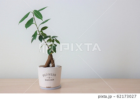 観葉植物（ガジュマル） 62173027