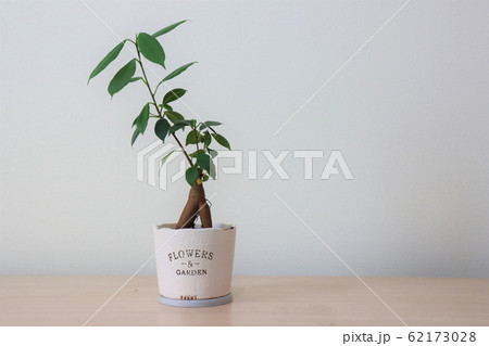 観葉植物(ガジュマル) 観葉植物(ガジュマル) 62173028