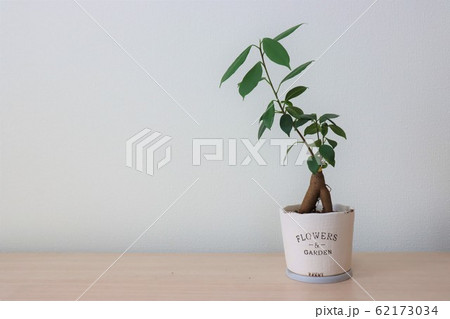 観葉植物（ガジュマル） 62173034