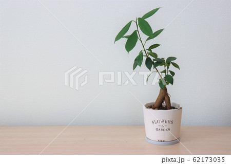 観葉植物(ガジュマル) 観葉植物(ガジュマル) 62173035