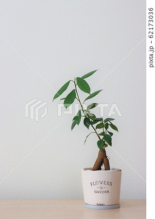 観葉植物(ガジュマル) 観葉植物(ガジュマル) 62173036