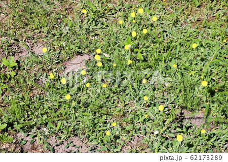 Rare yellow weak first stunted dandelion  62173289