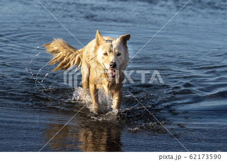 white wolf dog while looking at you from the sea 62173590