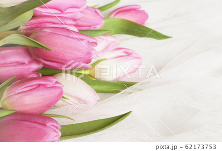 Pink tulip flowers on white tulle 62173753