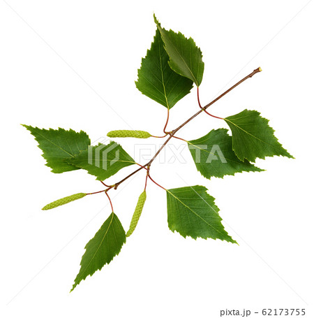 Twig of birch with buds 62173755