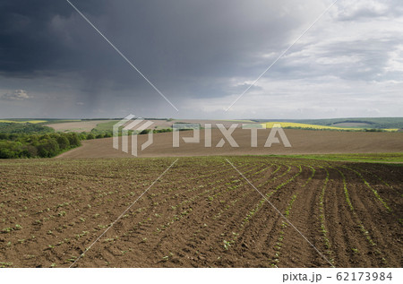 Close up to the agriculture field in the storm Close up to the agriculture field in the storm 62173984