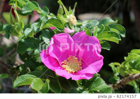 ハマナスの花 62174157