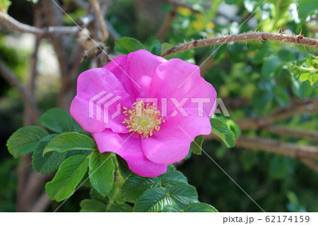 ハマナスの花 ハマナスの花 62174159