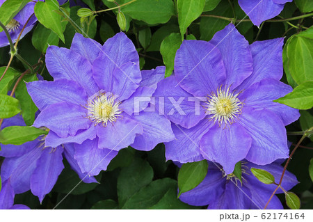 クレマチス 62174164