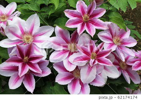 クレマチス 62174174