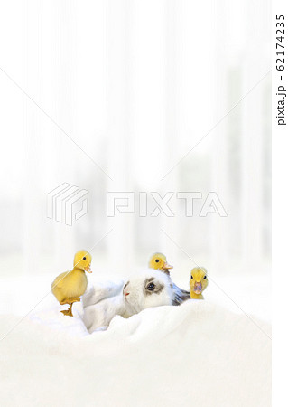 子うさぎと3羽のアヒルの雛 62174235