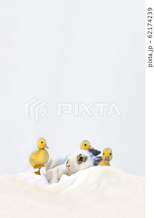子うさぎと3羽のアヒルの雛 子うさぎと3羽のアヒルの雛 62174239