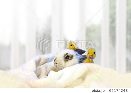 子うさぎと2羽のアヒルの雛 62174248