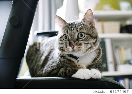 Close up on home cat on the chair Close up on home cat on the chair 62174467